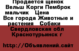 Продается щенок Вельш Корги Пемброк мальчик › Цена ­ 65 000 - Все города Животные и растения » Собаки   . Свердловская обл.,Краснотурьинск г.